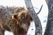19th Jan 2024 - The King's Coos