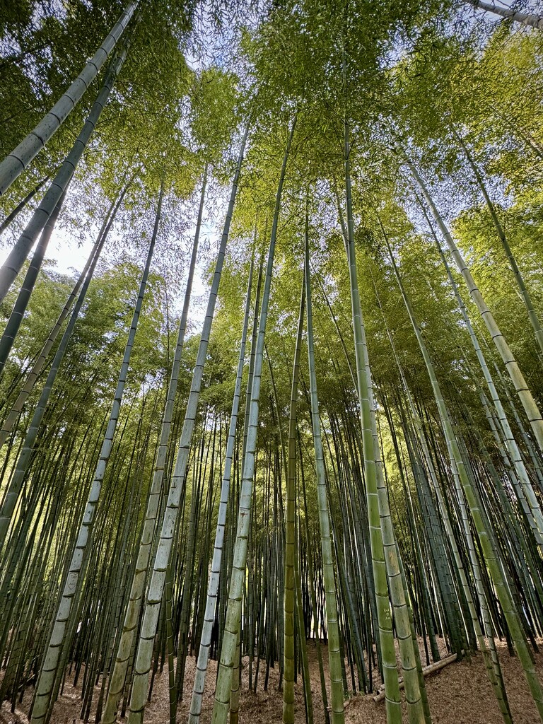 Bamboo Forest near Kyoto by eviehill