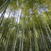 Bamboo Forest near Kyoto by eviehill