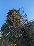 17th Jan 2024 - WINTER FLOWERING.