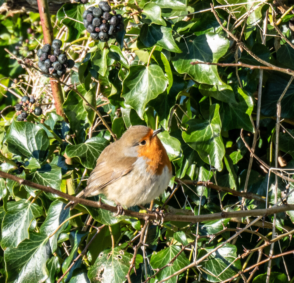 Robin..... by susie1205