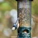 White-breasted Nuthatch by kvphoto
