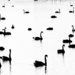 Black Swans at a distance by nannasgotitgoingon