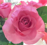 19th Jan 2024 - A pink rose