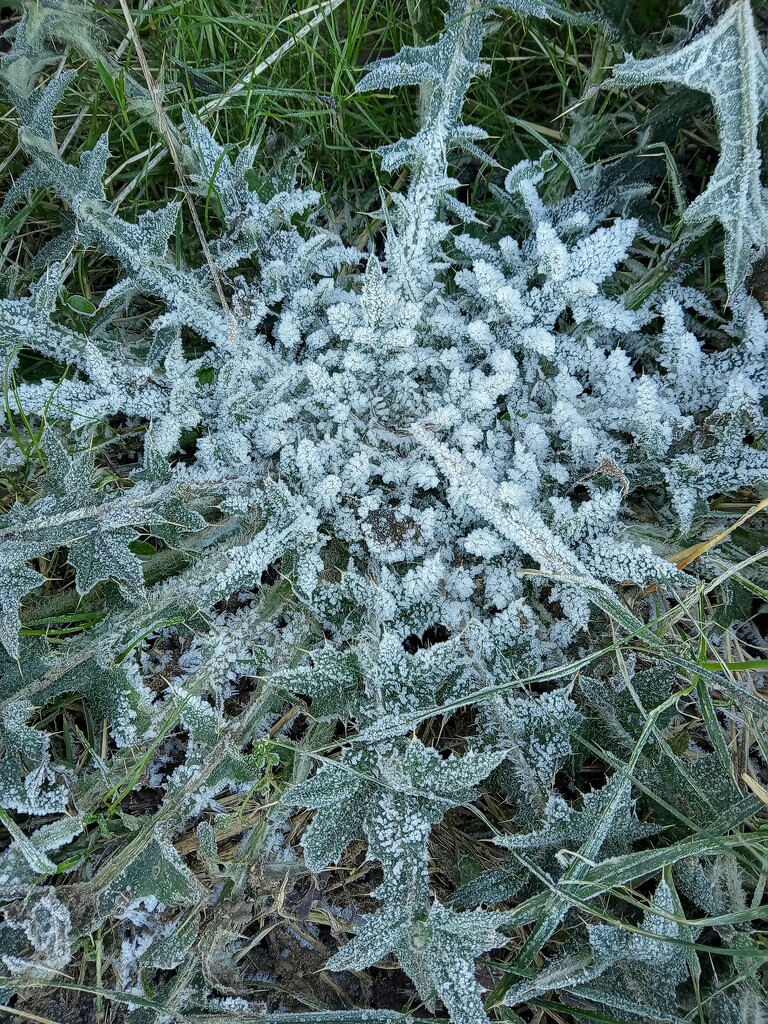 A frosty thistle morning by 365projectorgjoworboys