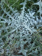 19th Jan 2024 - A frosty thistle morning