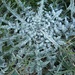 A frosty thistle morning by 365projectorgjoworboys