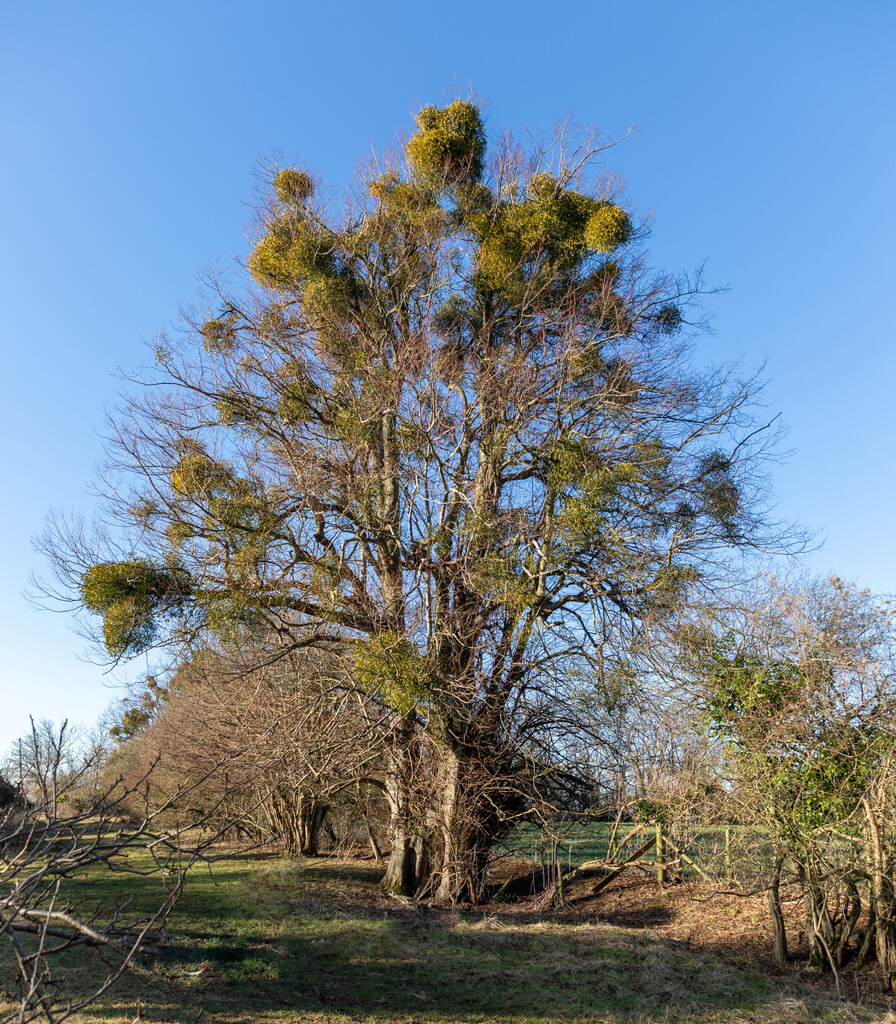 Mistletoe Tree by tonus