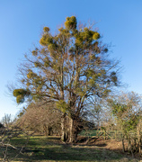 19th Jan 2024 - Mistletoe Tree