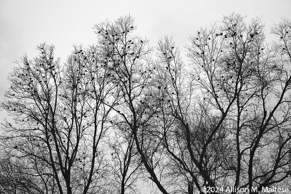 Winter Visitors by falcon11