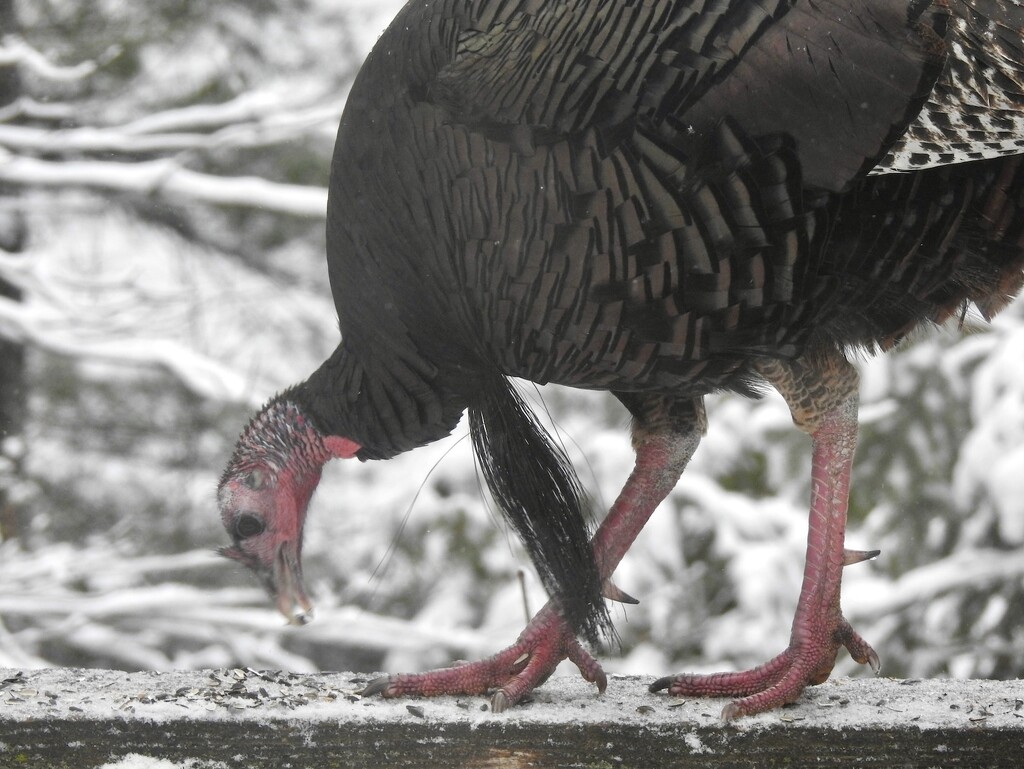 Turkey Soup by sunnygreenwood