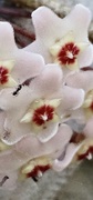 20th Jan 2024 - Hoya flower and ant
