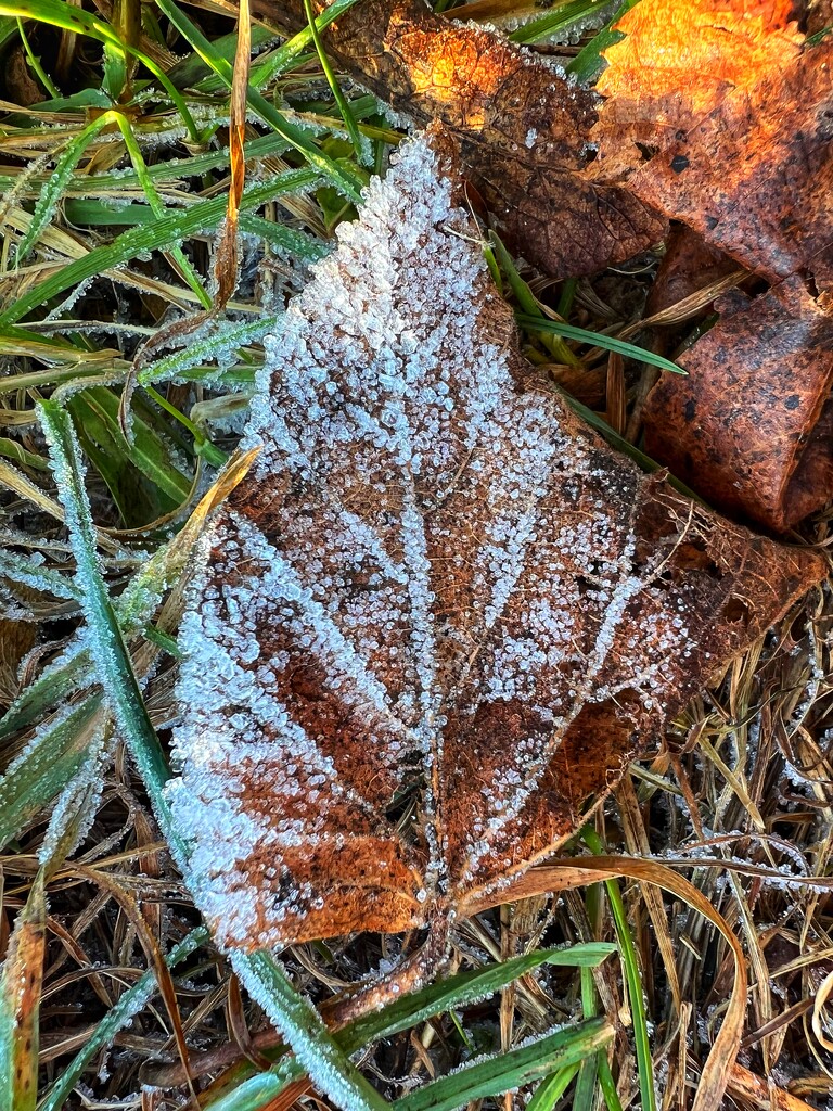 Frosty Leaf by mattjcuk