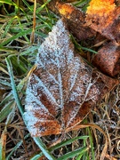 19th Jan 2024 - Frosty Leaf