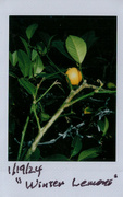 19th Jan 2024 - Winter Lemons