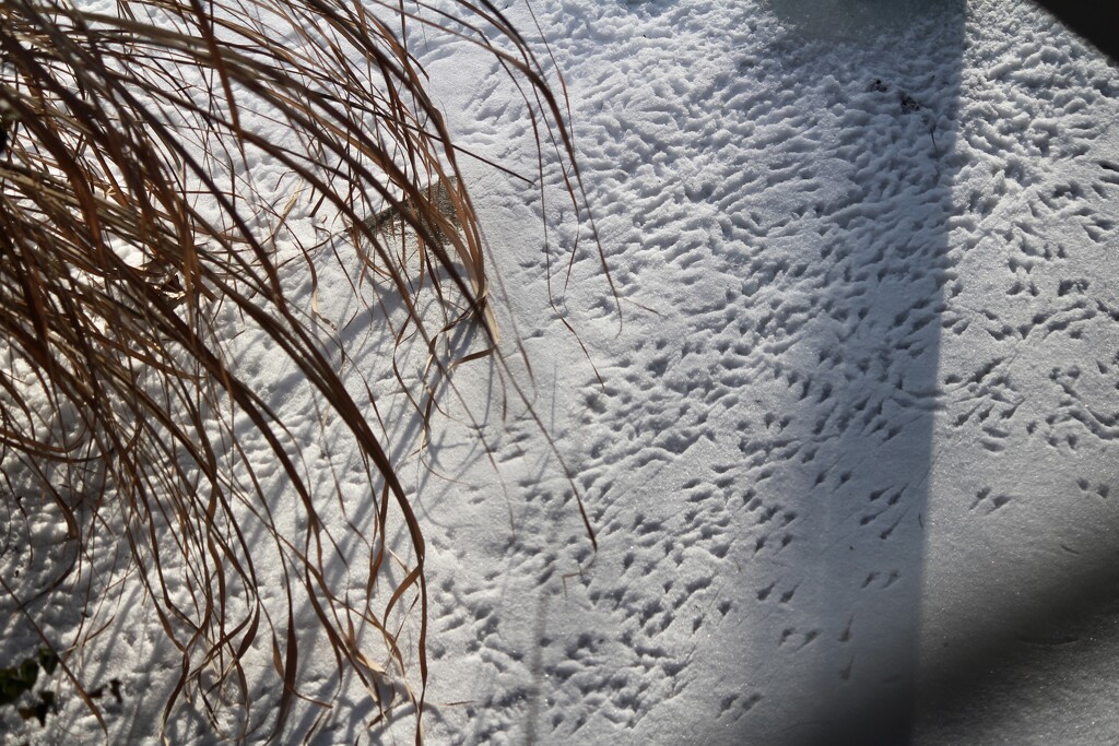 Bird Tracks by essiesue