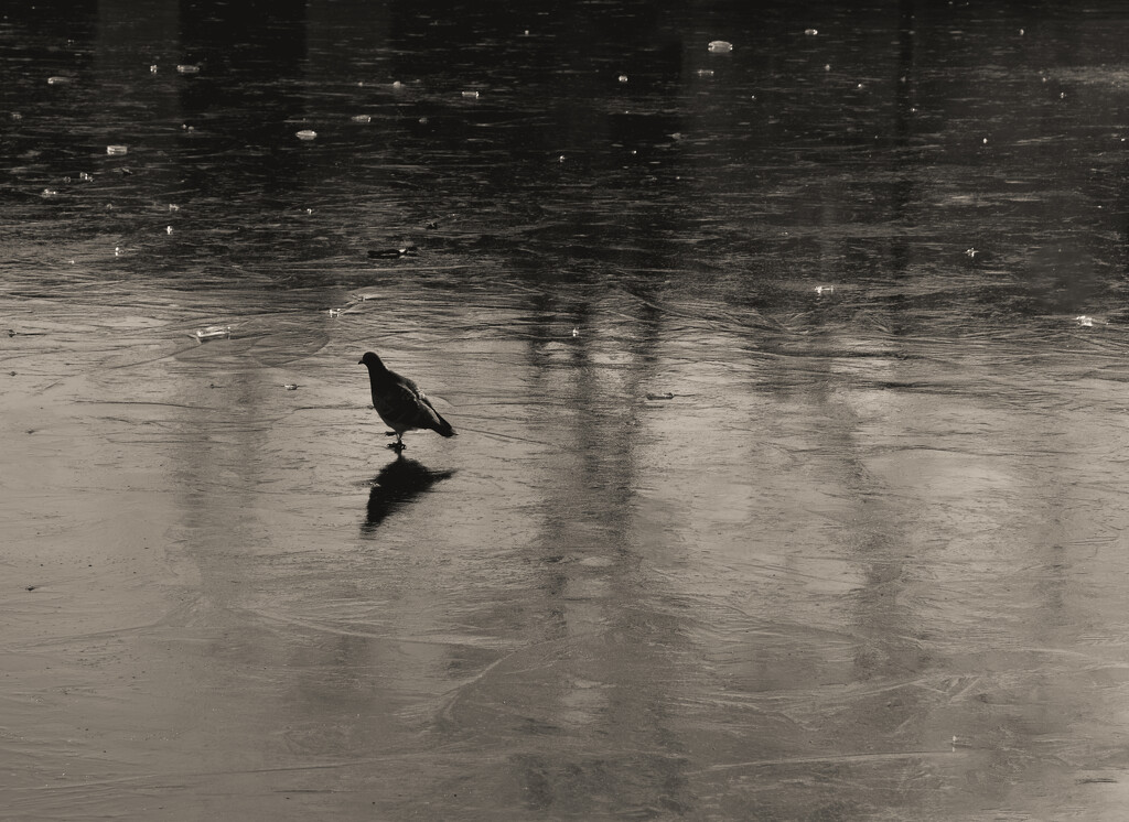 Pigeon on Ice by tiaj1402