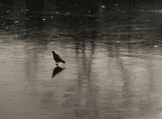 18th Jan 2024 - Pigeon on Ice