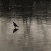 Pigeon on Ice by tiaj1402
