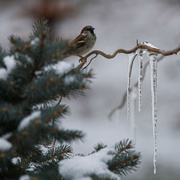 19th Jan 2024 - The Sparrow and Icicles Three
