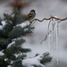 The Sparrow and Icicles Three by berelaxed