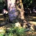 Tree Roots, Light & Shadow ~ by happysnaps