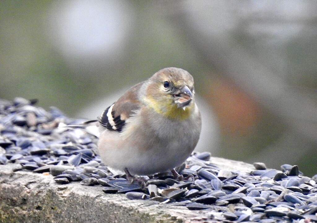 American Goldfinch by sunnygreenwood