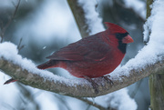 19th Jan 2024 - Cardinal in the Snow