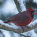 Cardinal in the Snow by swchappell