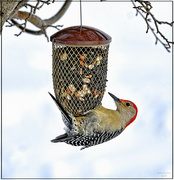 19th Jan 2024 - Red Bellied Woodpecker
