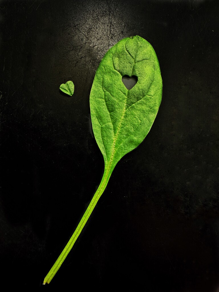 Leaf Veins and Heart by jnewbio