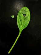 19th Jan 2024 - Leaf Veins and Heart