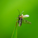 Garden Bugs Count - 20 by yaorenliu