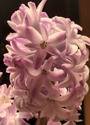 15th Jan 2024 - I love the smell of hyacinths.