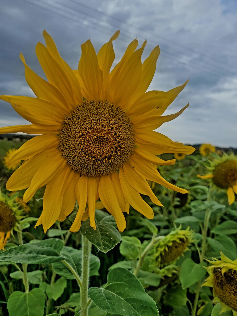 Sunflower by julzmaioro