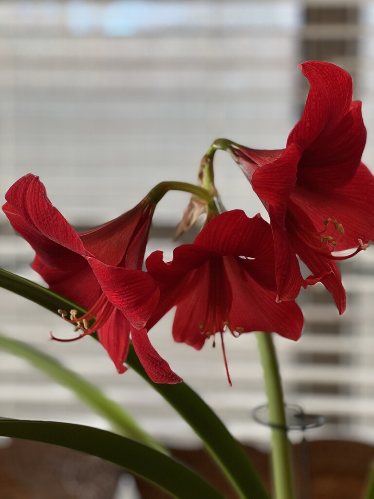 My amaryllis’ second flowering by louannwarren