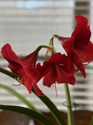 19th Jan 2024 - My amaryllis’ second flowering