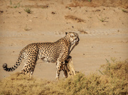 20th Jan 2024 - The Cheetah run anigif