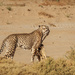 The Cheetah run anigif by ludwigsdiana