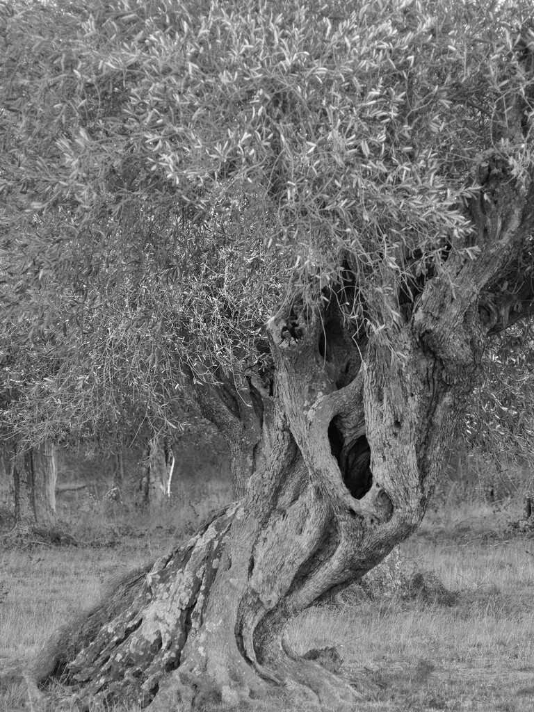 L'olivier by laroque
