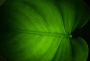20th Jan 2024 - Monstera leaf