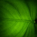 Monstera leaf by dragey74
