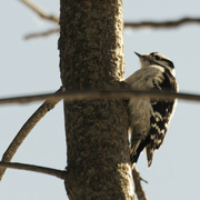 20th Jan 2024 - downy woodpecker 