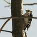 downy woodpecker 