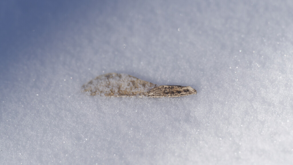 Maple seed under a dusting of snow by rminer