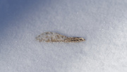 20th Jan 2024 - Maple seed under a dusting of snow