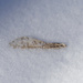 Maple seed under a dusting of snow by rminer