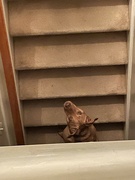 16th Jan 2024 - I’m afraid of the stairs