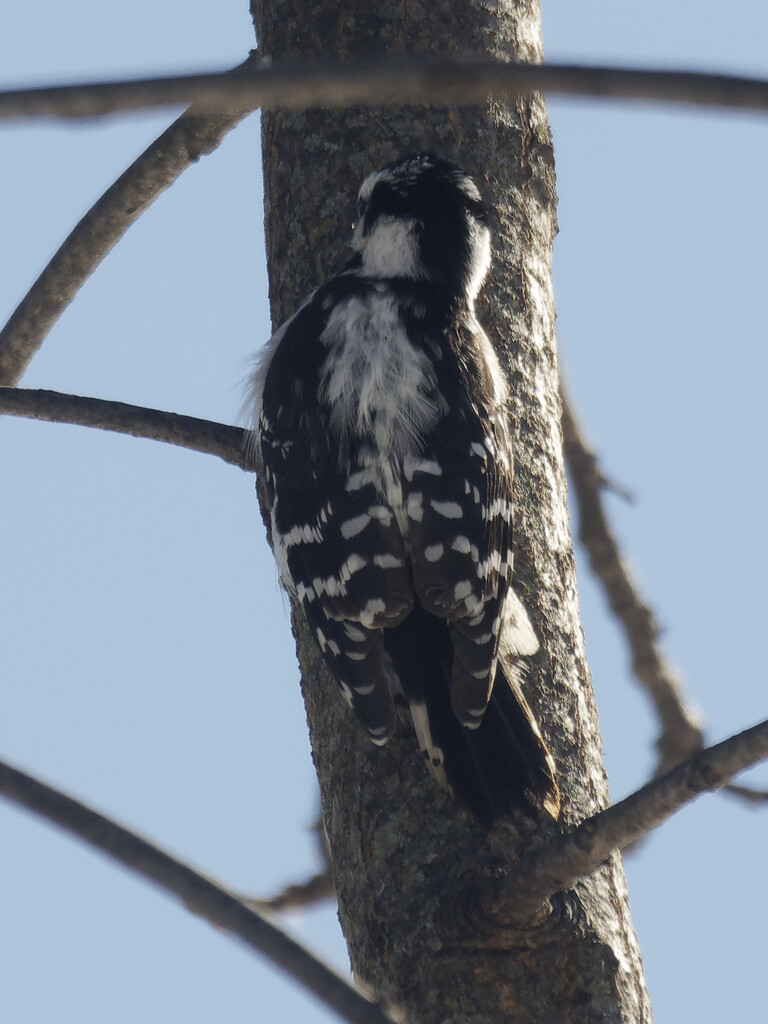 Downy woodpecker back by rminer