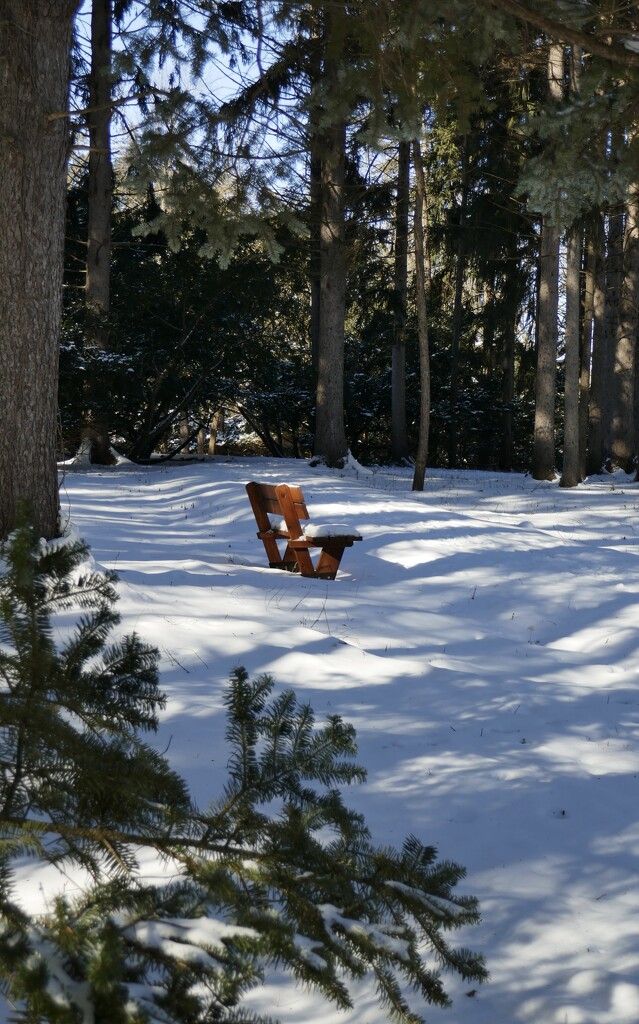 Winter at the Morton Arboretum.  by dolores